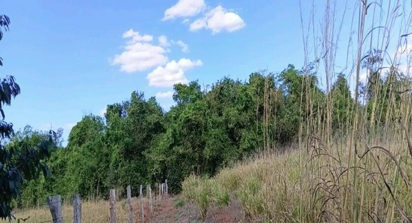 Gleba em Três Buritis (foto 2 de 5)